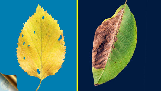 Preventing Leaf Burn
