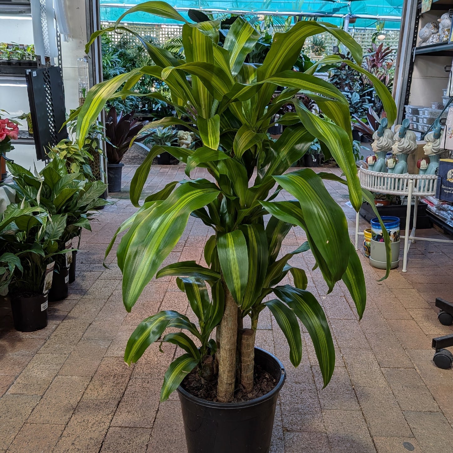 Dracaena Massangea Happy Plant 250mm