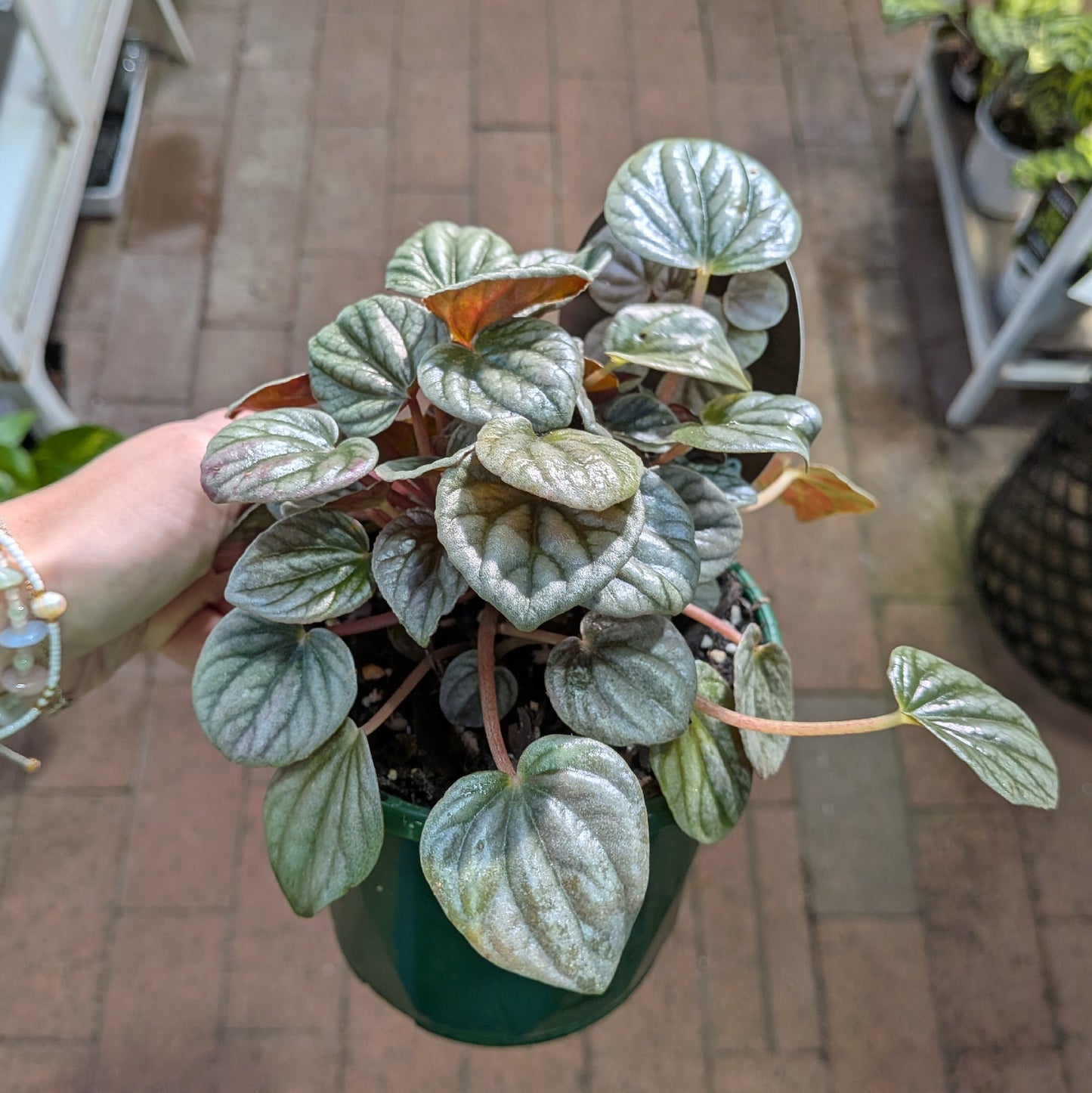 Peperomia Frosty 13cm