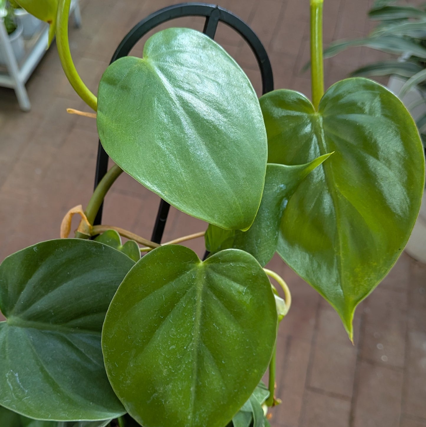 Philodendron Cordatum 130mm