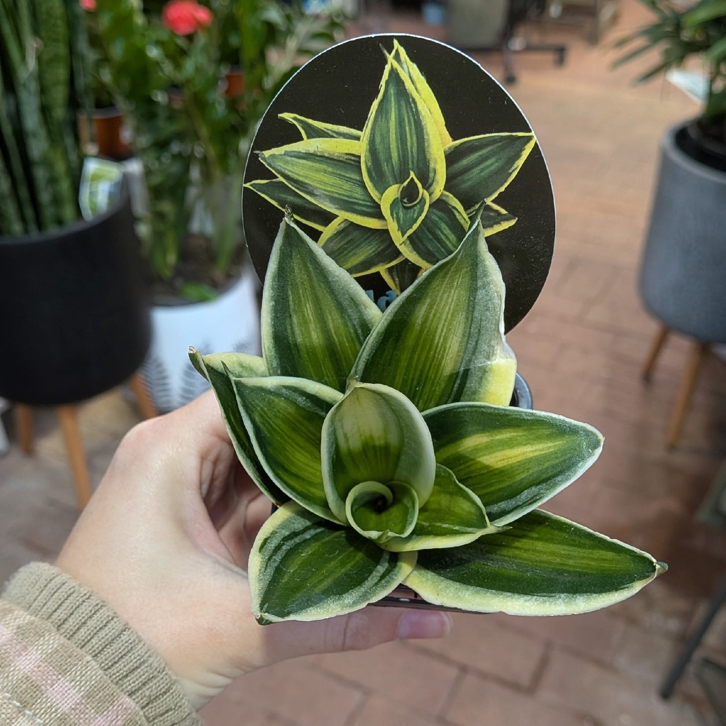 Sanseveria 7cm