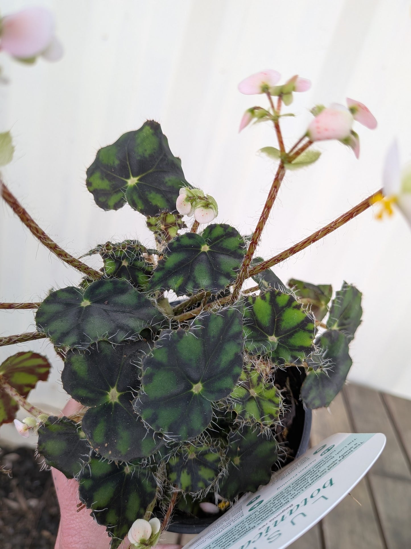 Begonia Rex Tiger 100mm