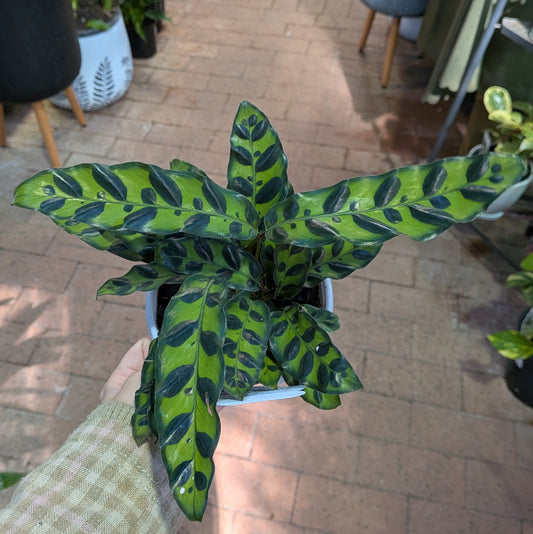 Calathea Insignus 130mm