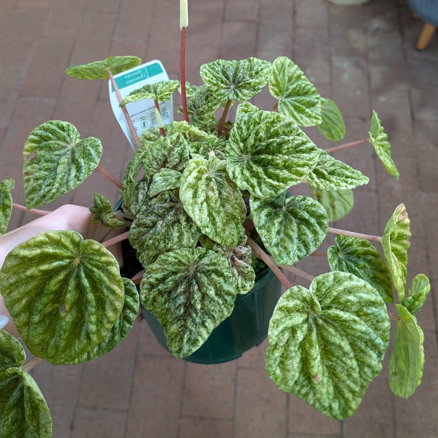 Peperomia Caperata Variegata 140mm