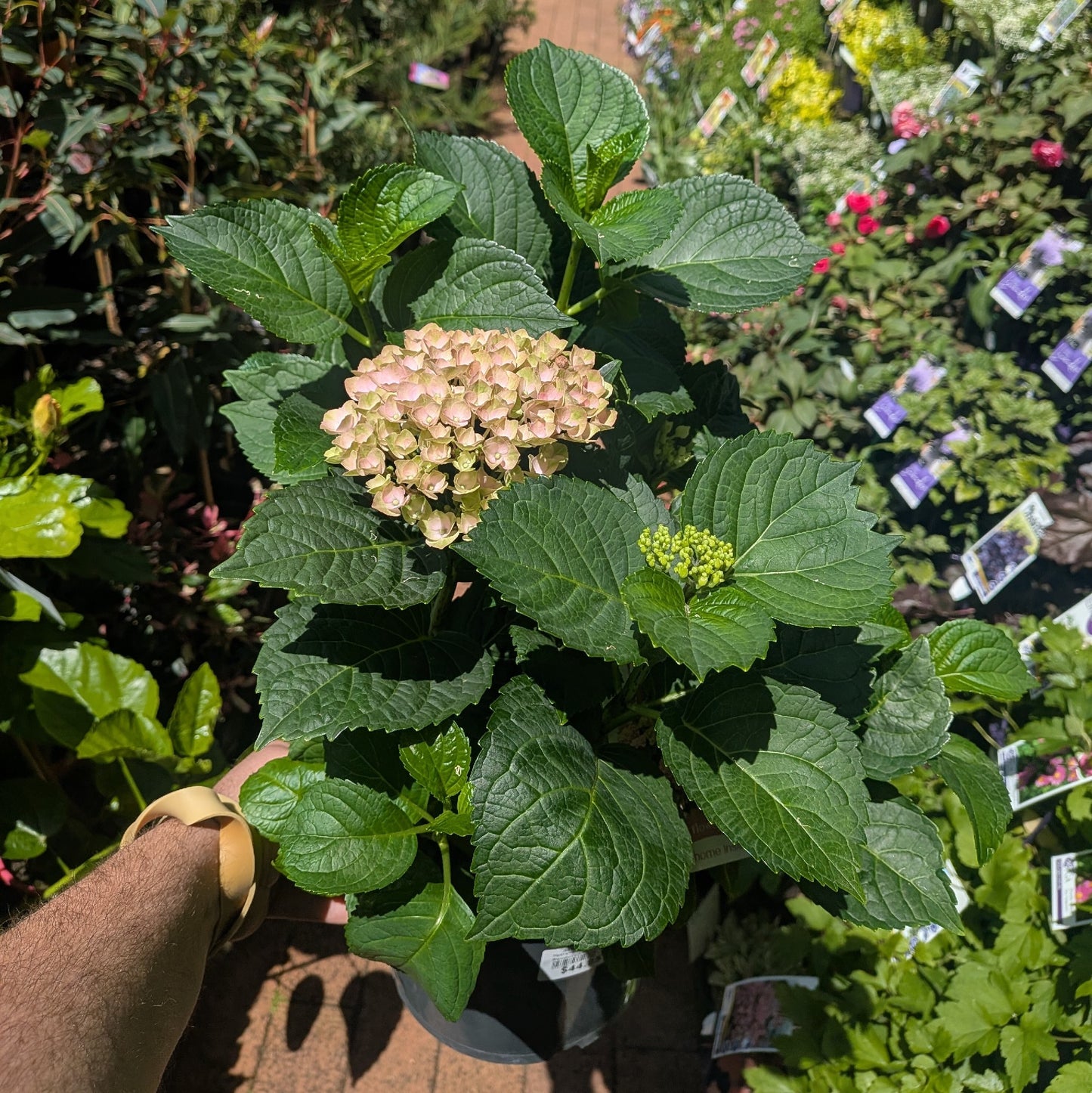 Hydrangea Magic Revolution Pink 20cm