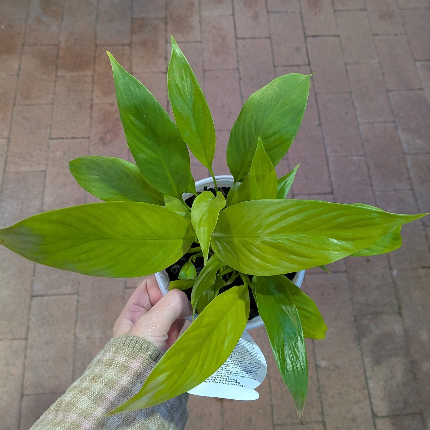 Spathiphyllum 130mm