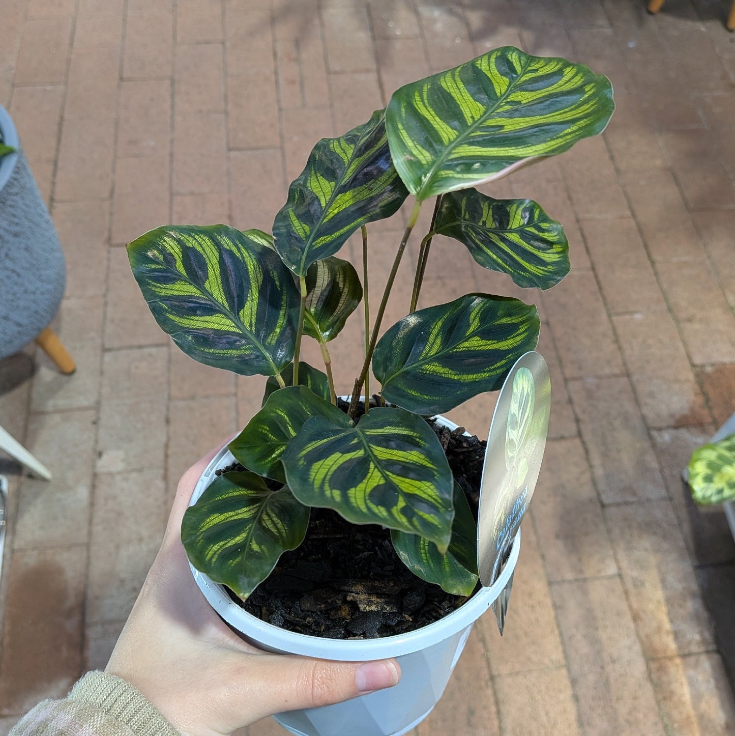 Calathea Makoyana 130mm
