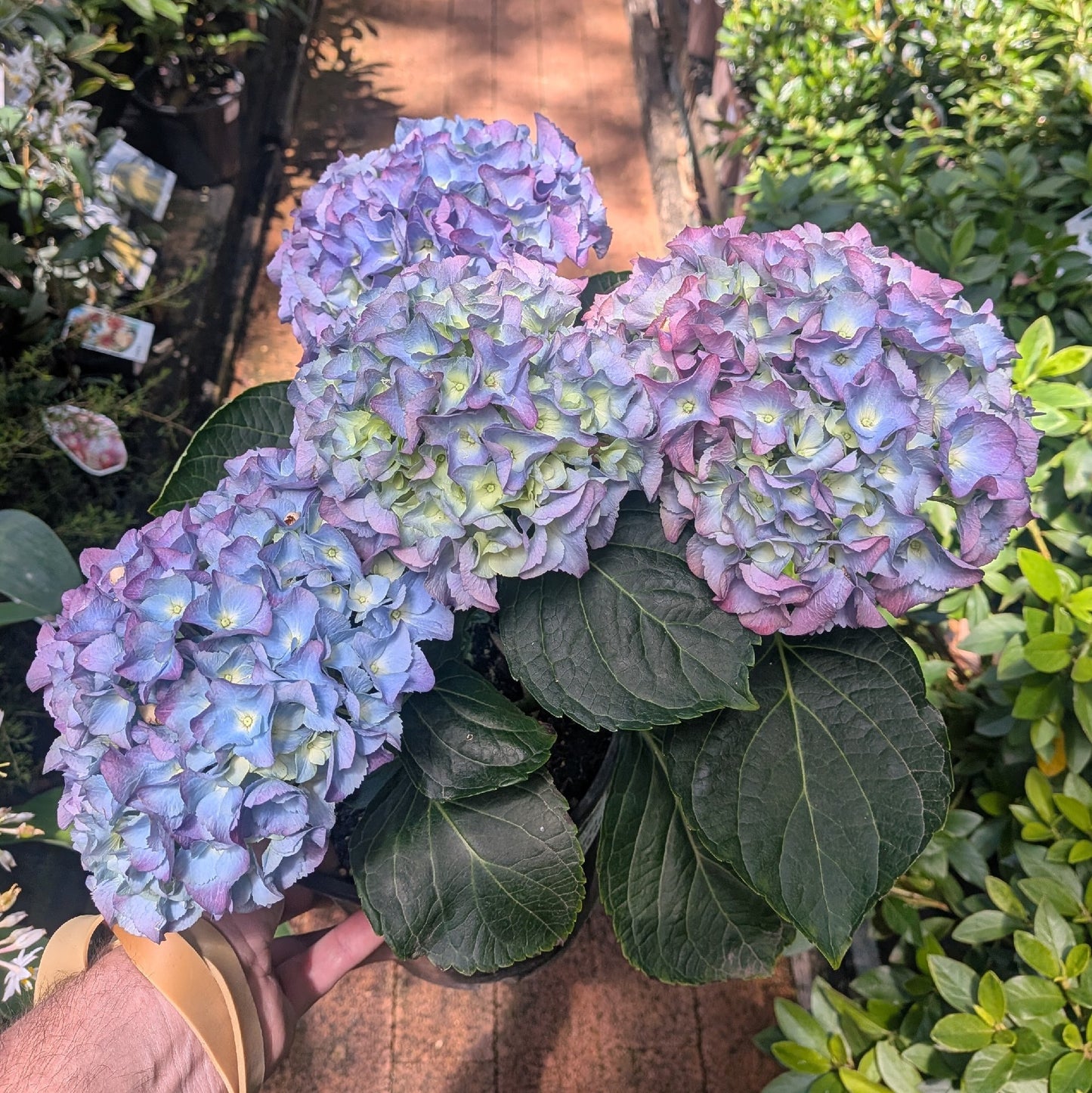 Hydrangea Blue Ball 200mm