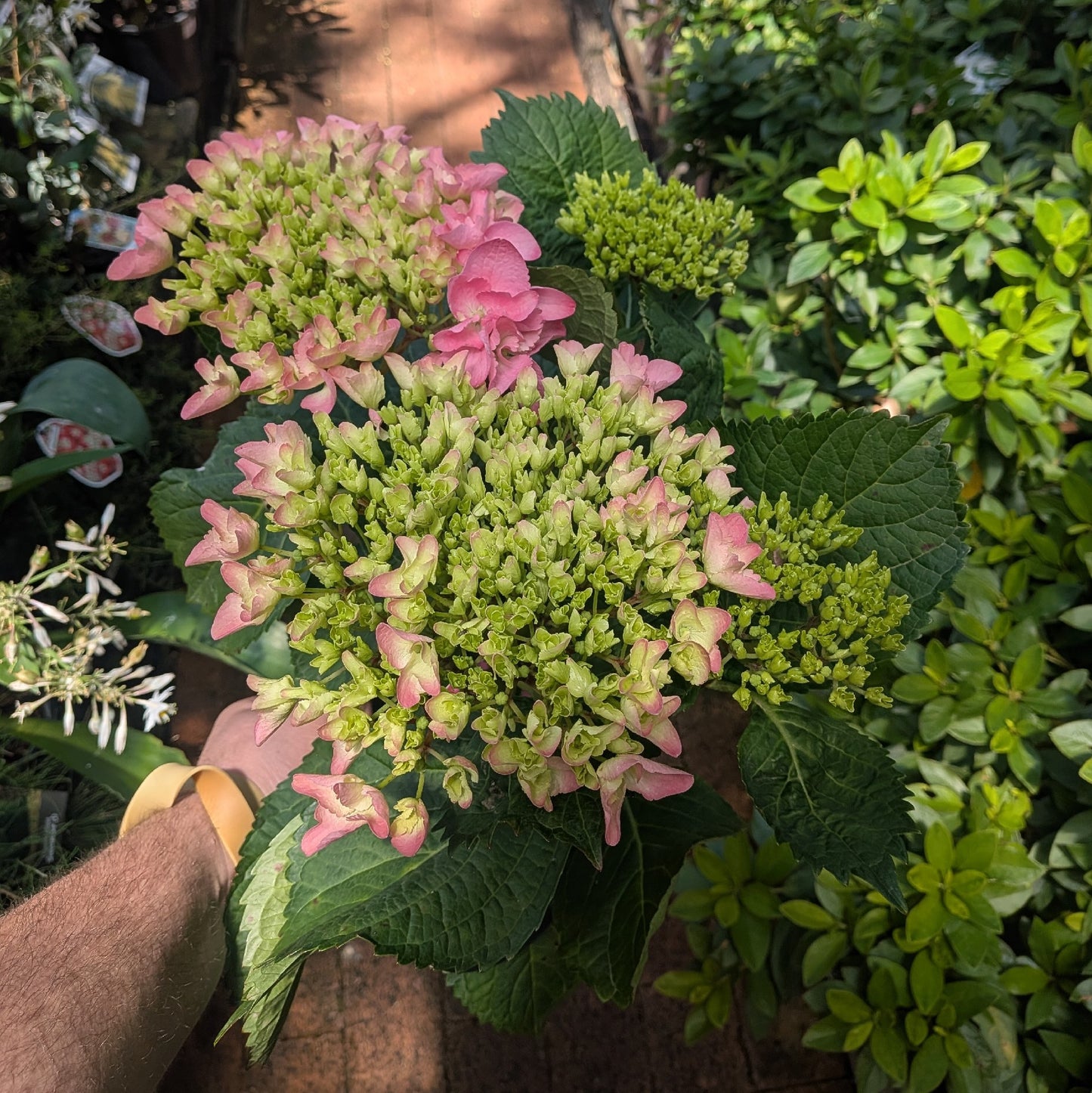 Hydrangea Pink Ball 200mm