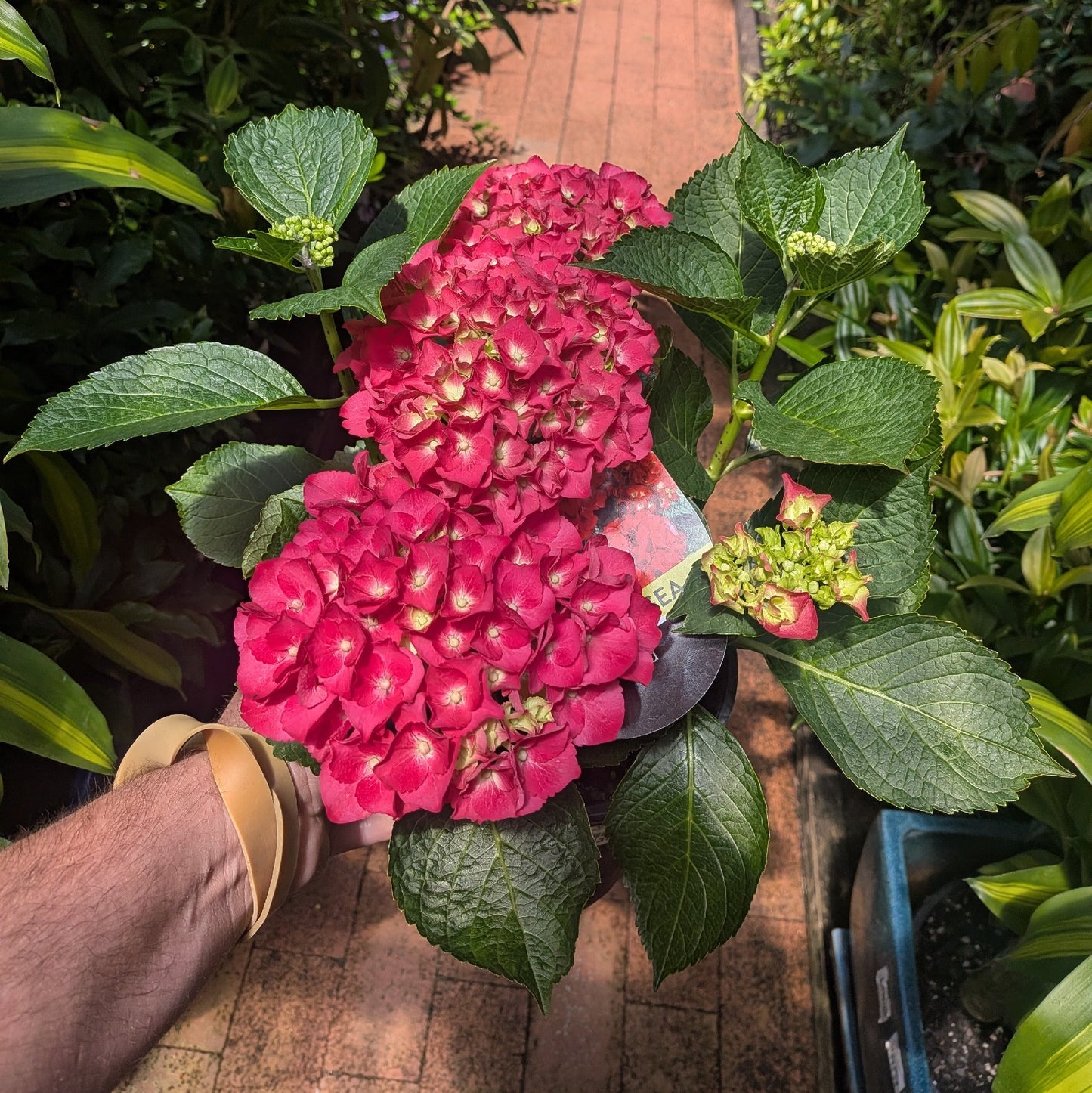 Hydrangea Red 175mm