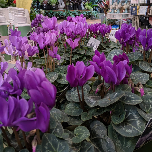 Cyclamen Deep Blue 100mm