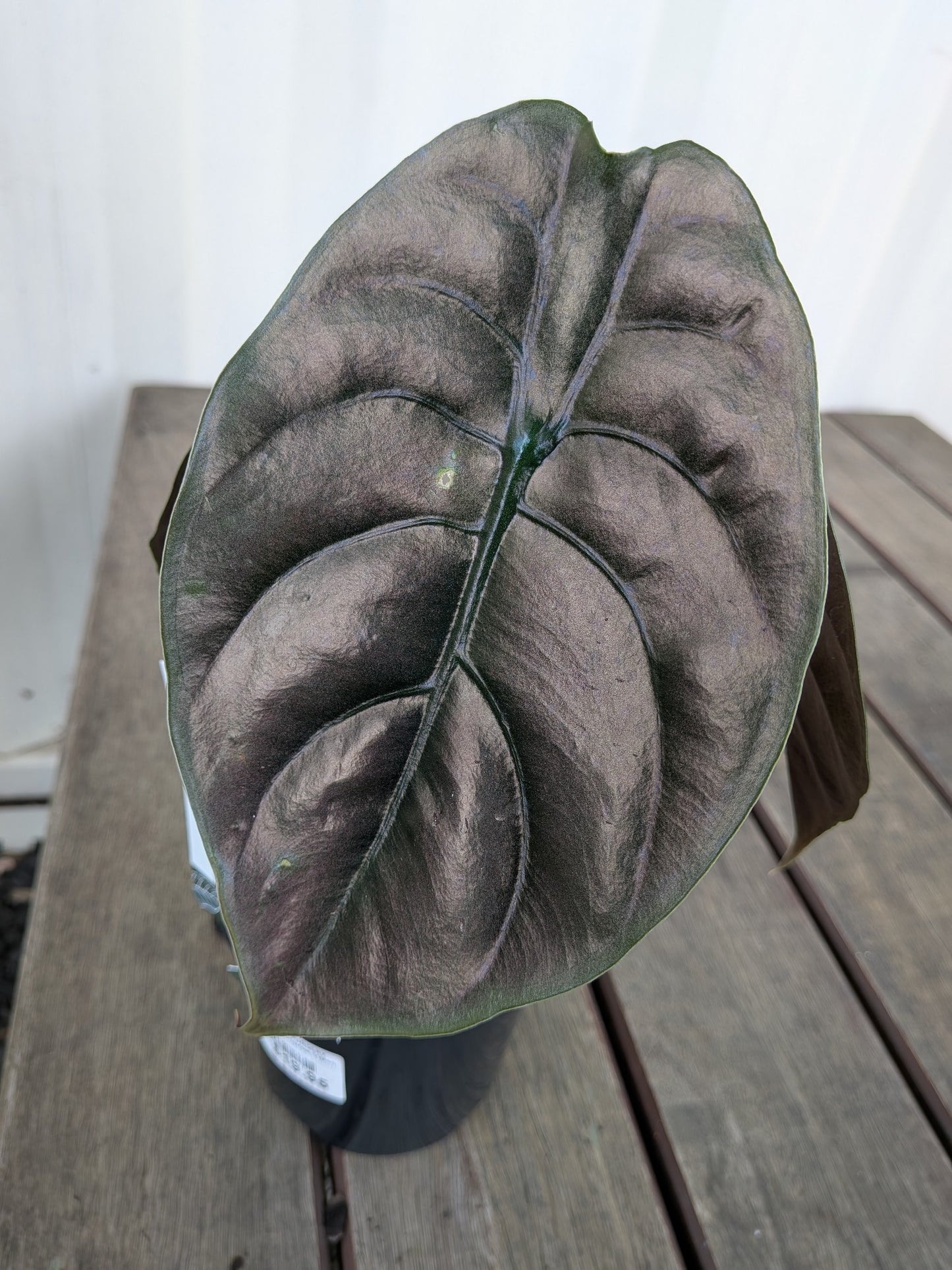 Alocasia Cuprea 118sq
