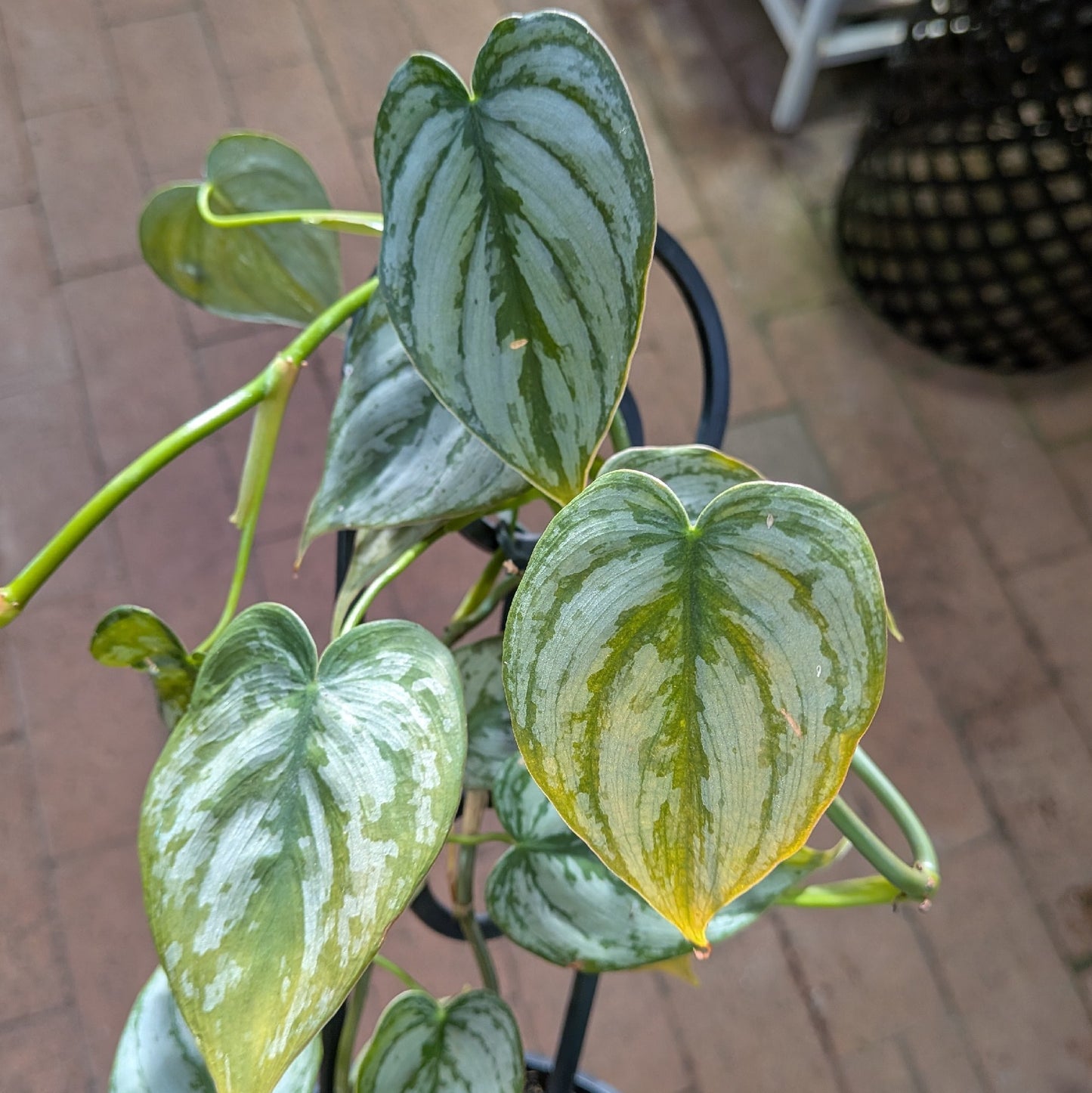 Philodendron Brandtianum 125mm
