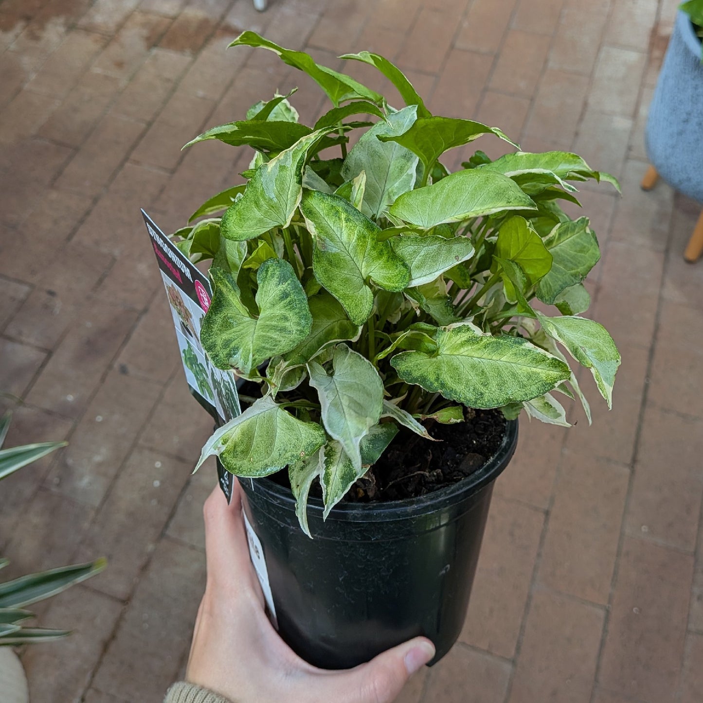 Syngonium Starlite130mm