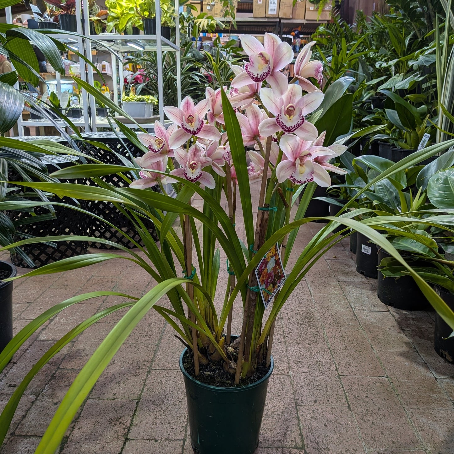 Cymbidium Orchid 75
