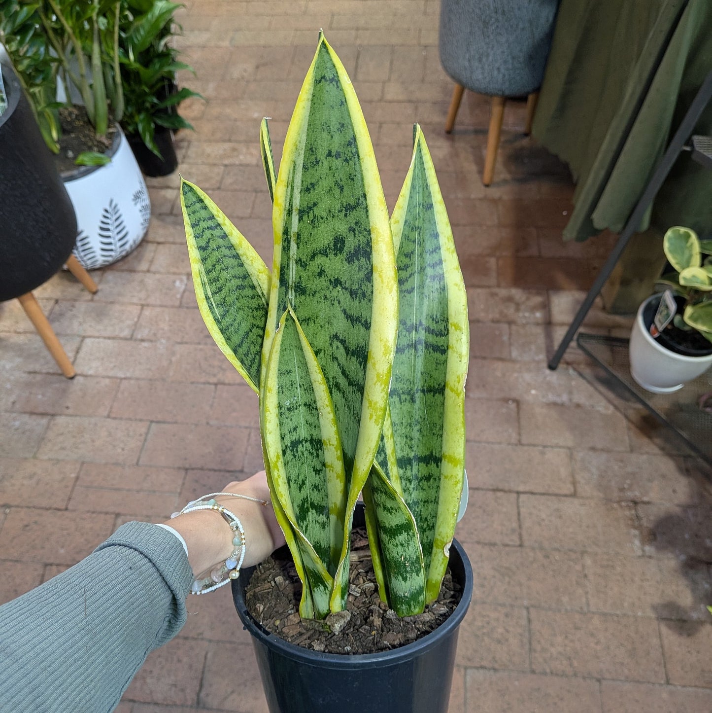 Sansevieria Trifasciata Laurentii 150mm