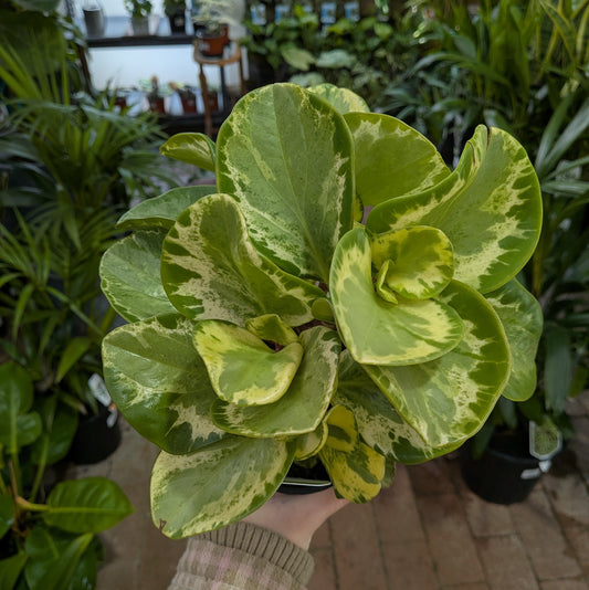 Peperomia Green Gold 100mm