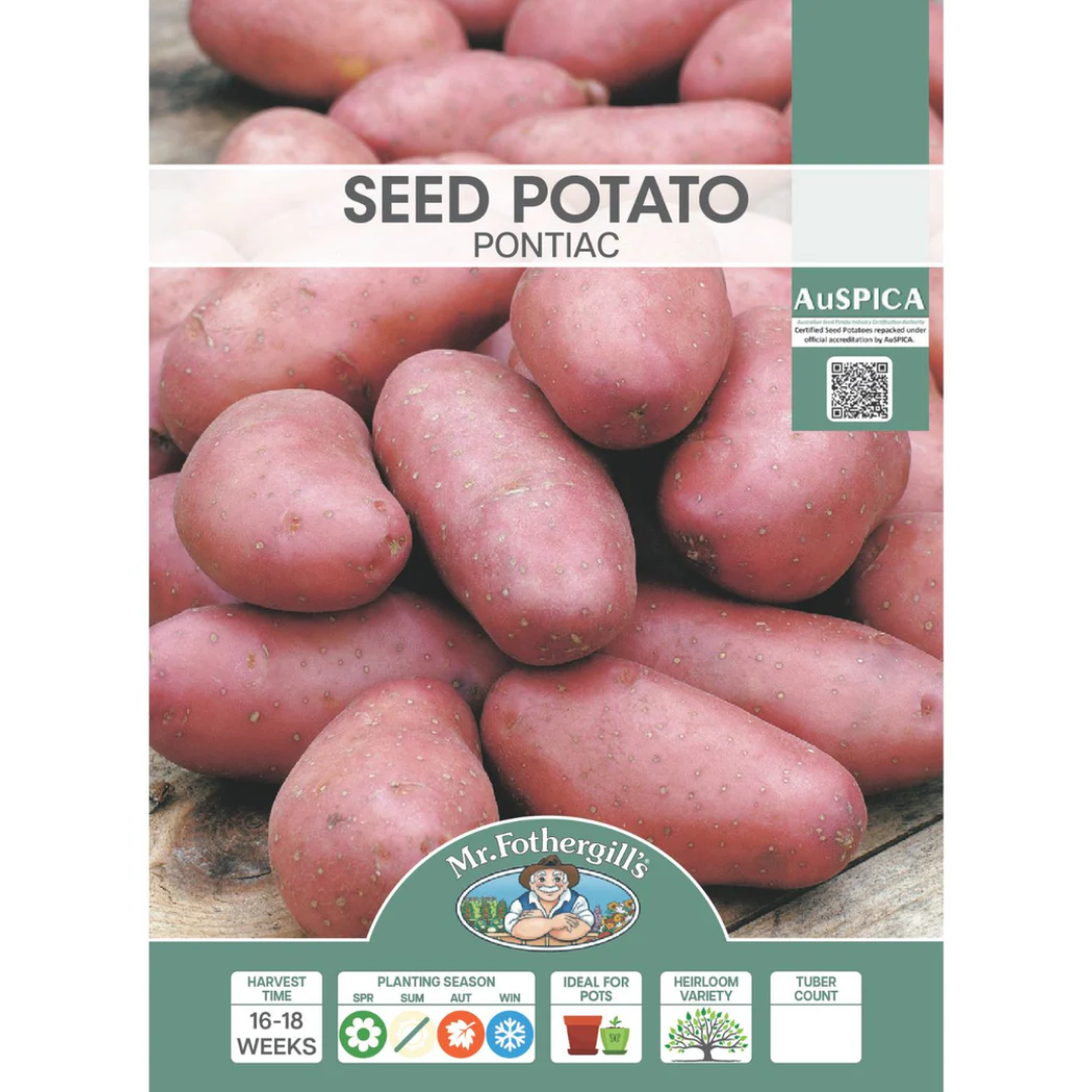 Seed Potato Pontiac 1kg