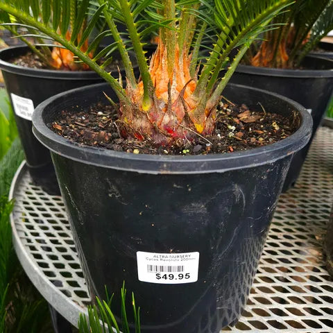 Cycas Revoluta 200mm