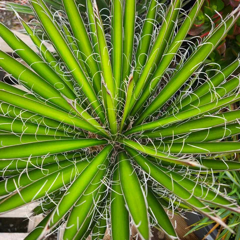 Yucca Filifera 300mm