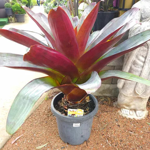Alcantarea Silver Plum 300mm