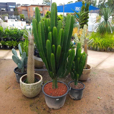 Euphorbia Cowboy 500mm