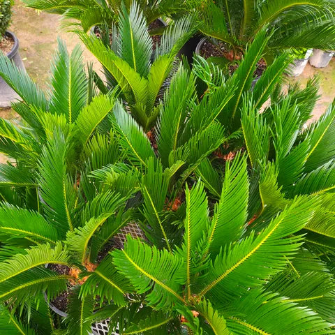 Cycas Revoluta 300mm