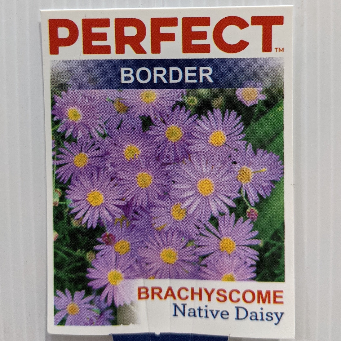 Brachyscome Multifida 100mm