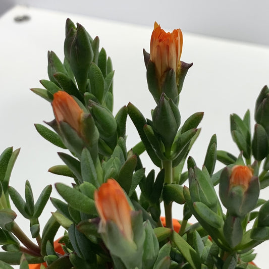 Mesembryanthemum Orange 100mm, photo 2
