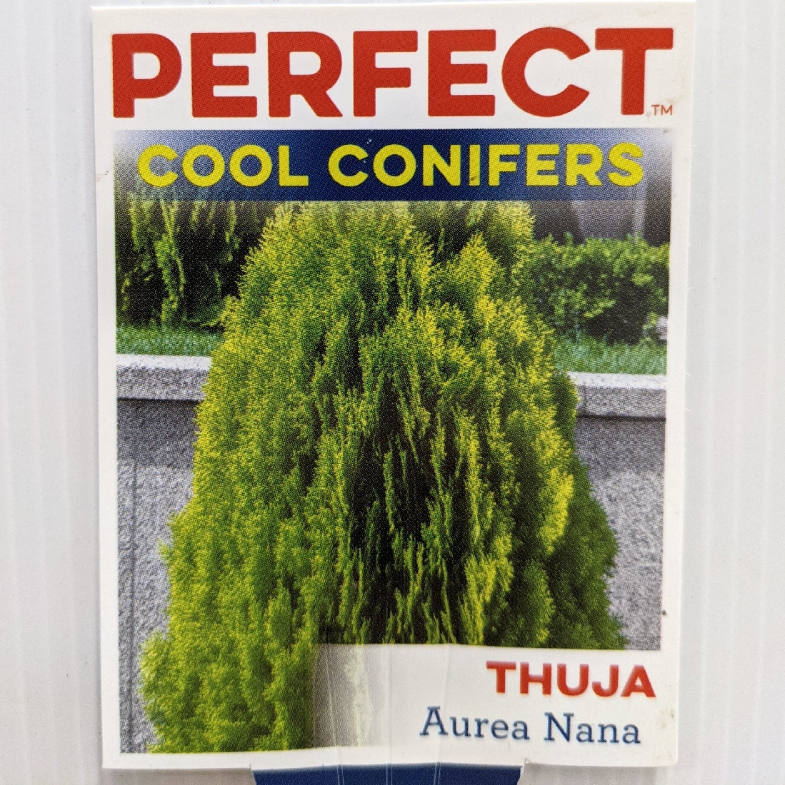 Thuja Aurea Nana 100mm