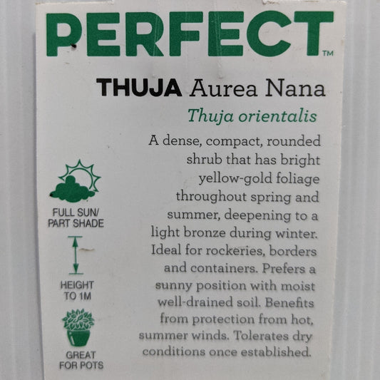 Thuja Aurea Nana 100mm, photo 2