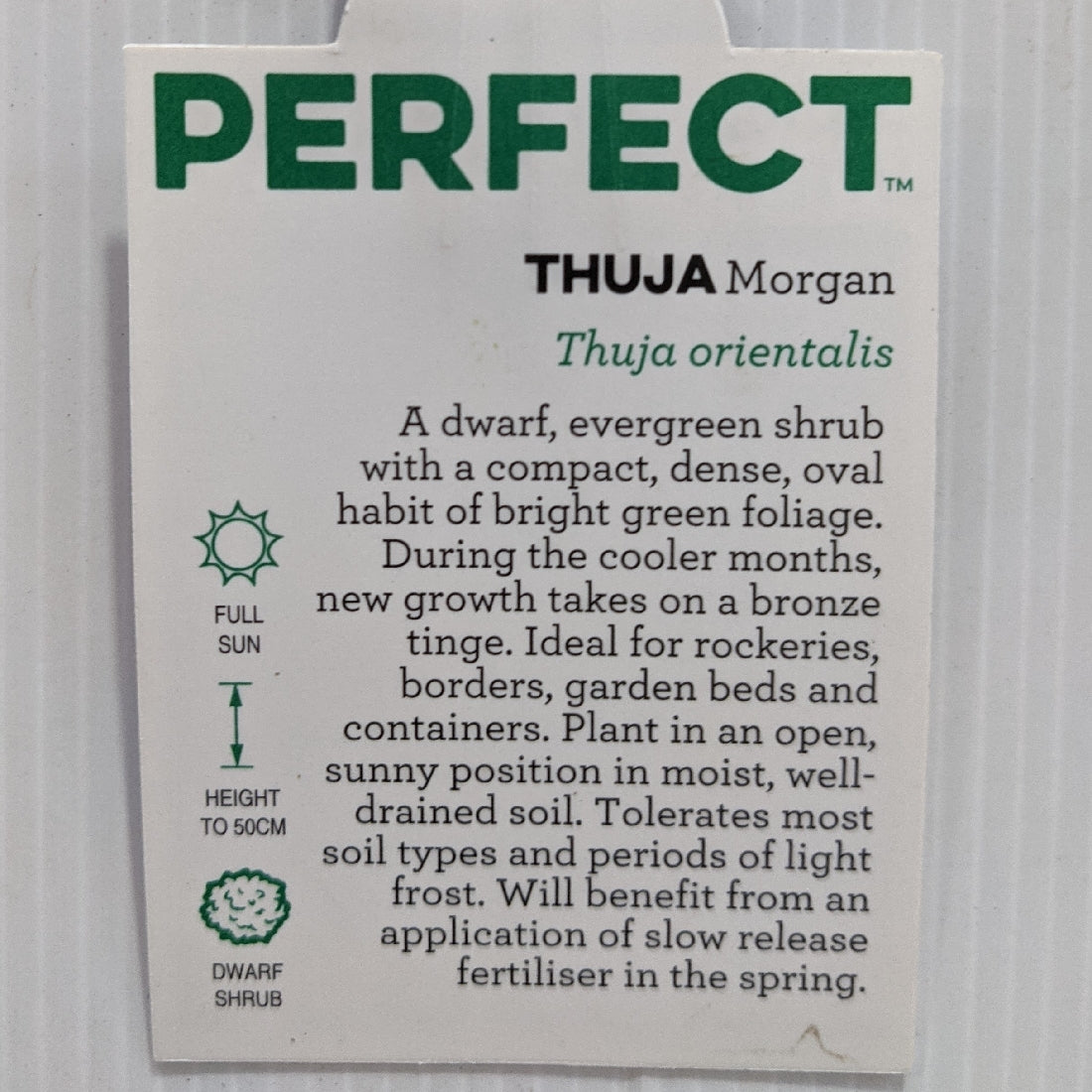 Thuja Morganii 100mm