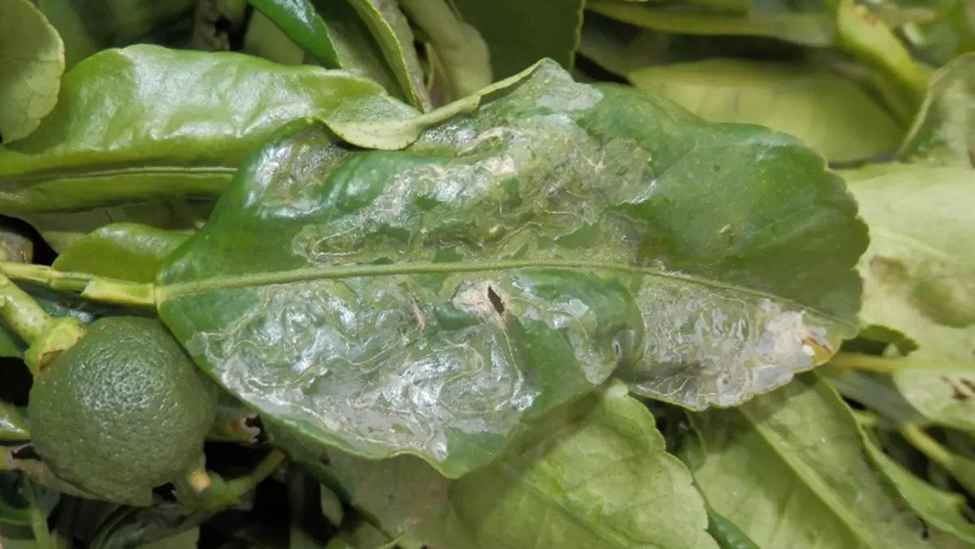 Citrus Leaf Miner