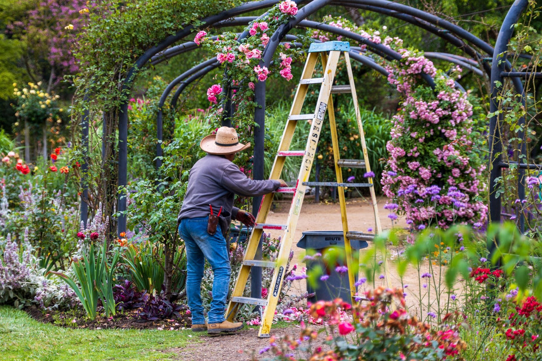 A gardener at work among arches of climbing roses in full bloom