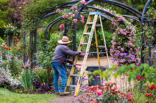 A gardener at work among arches of climbing roses in full bloom