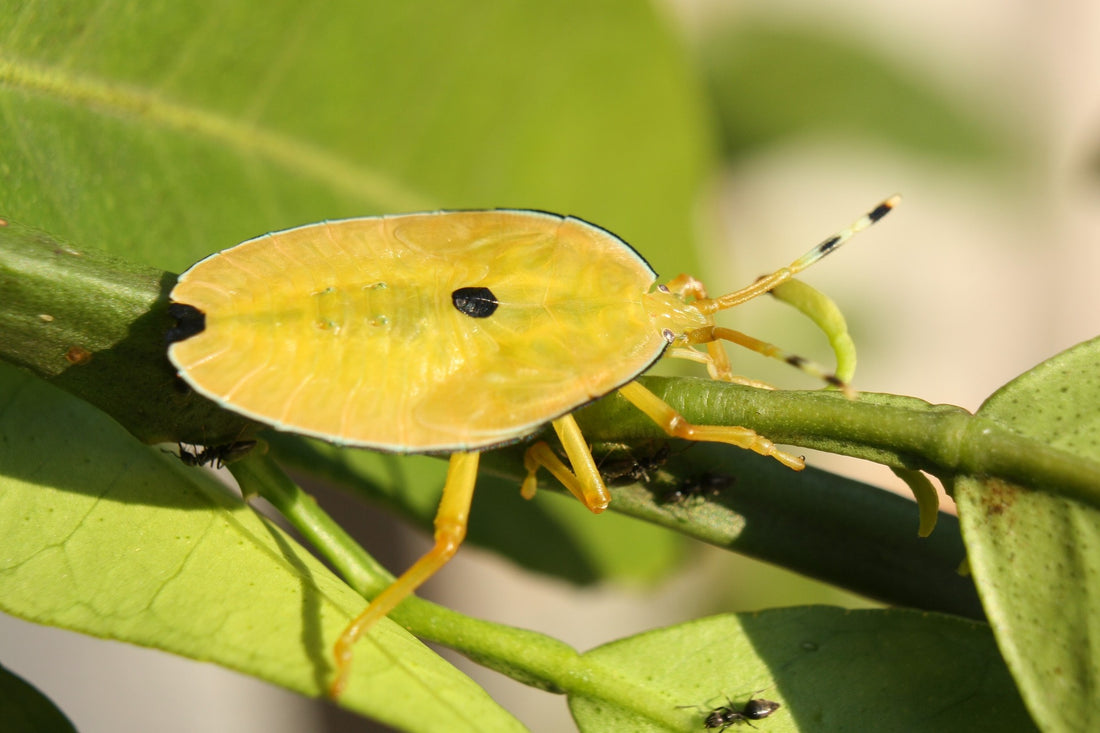 Control Bronze Orange Bug - Treatment