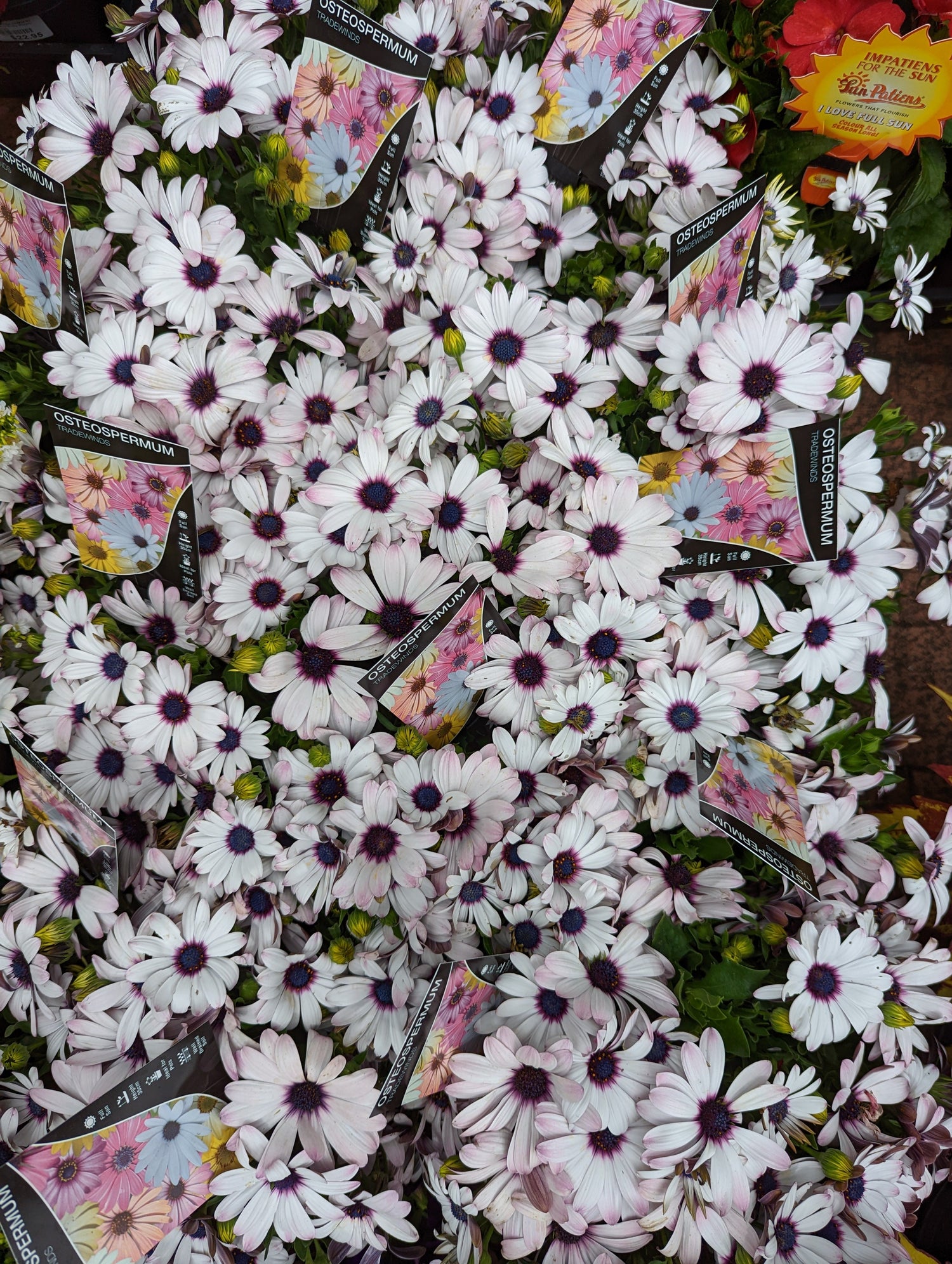 Plants