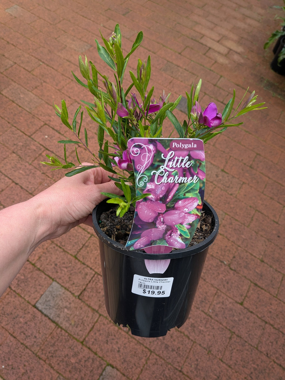 Polygala Little Charmer 14cm