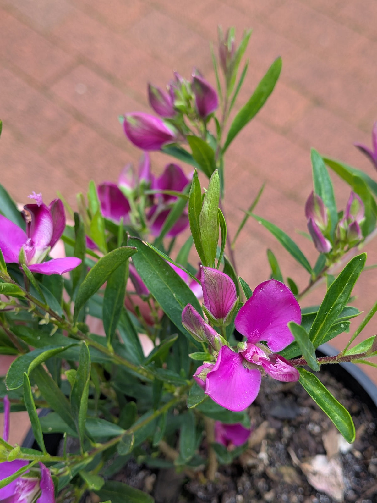 Polygala Little Charmer 14cm