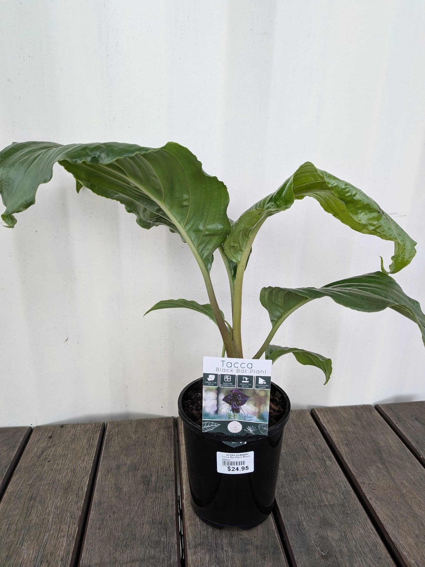 Tacca Bat Plant Black 140mm