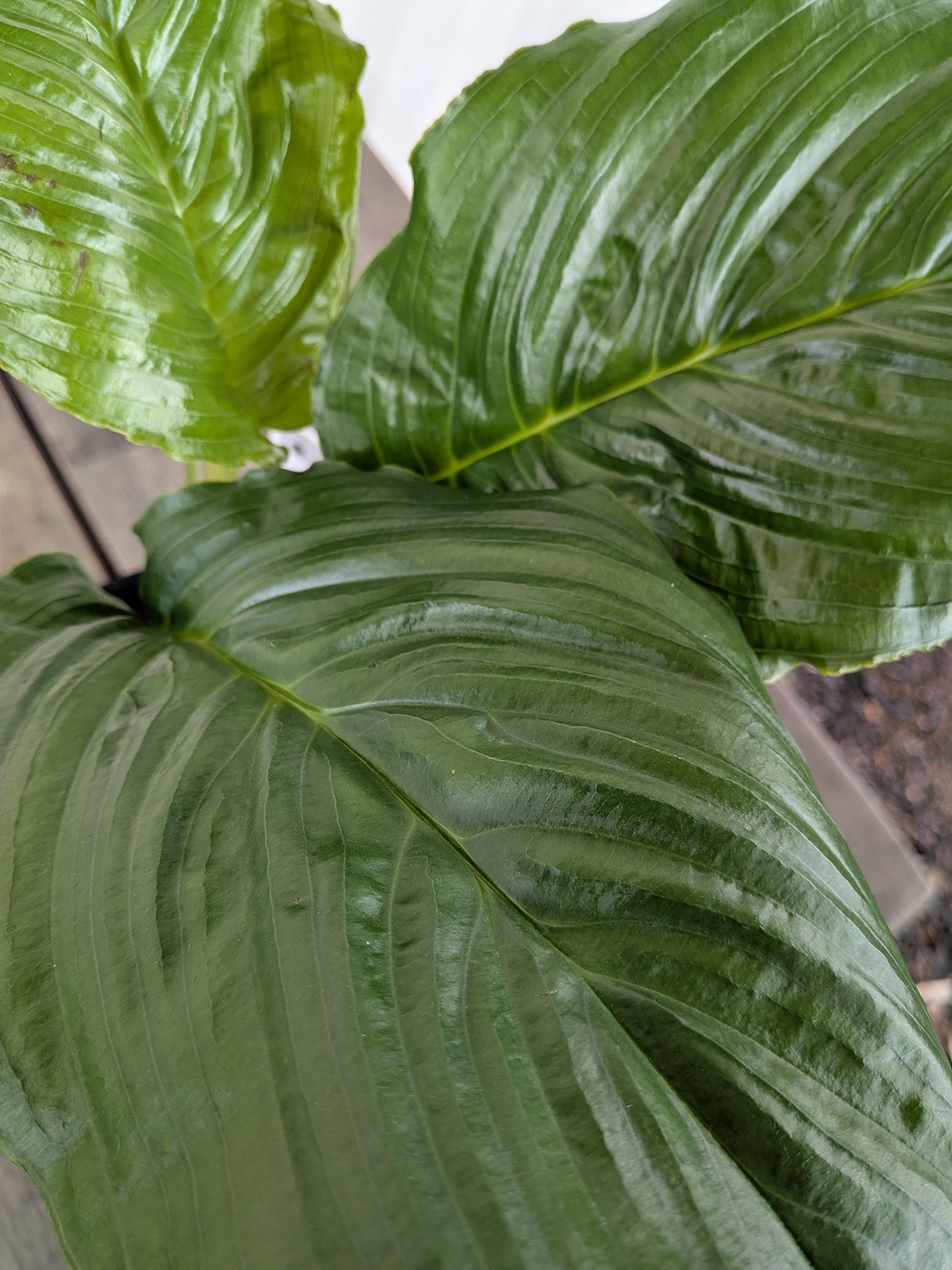 Tacca Bat Plant Black 140mm