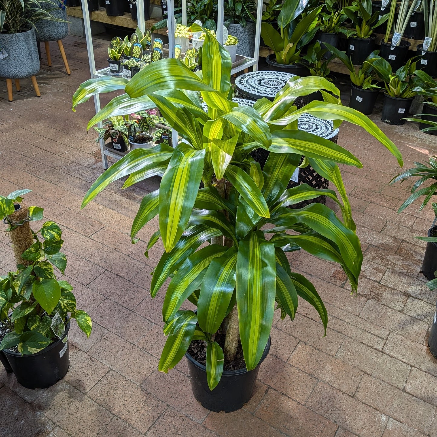 Dracaena Massangea Happy Plant 250mm
