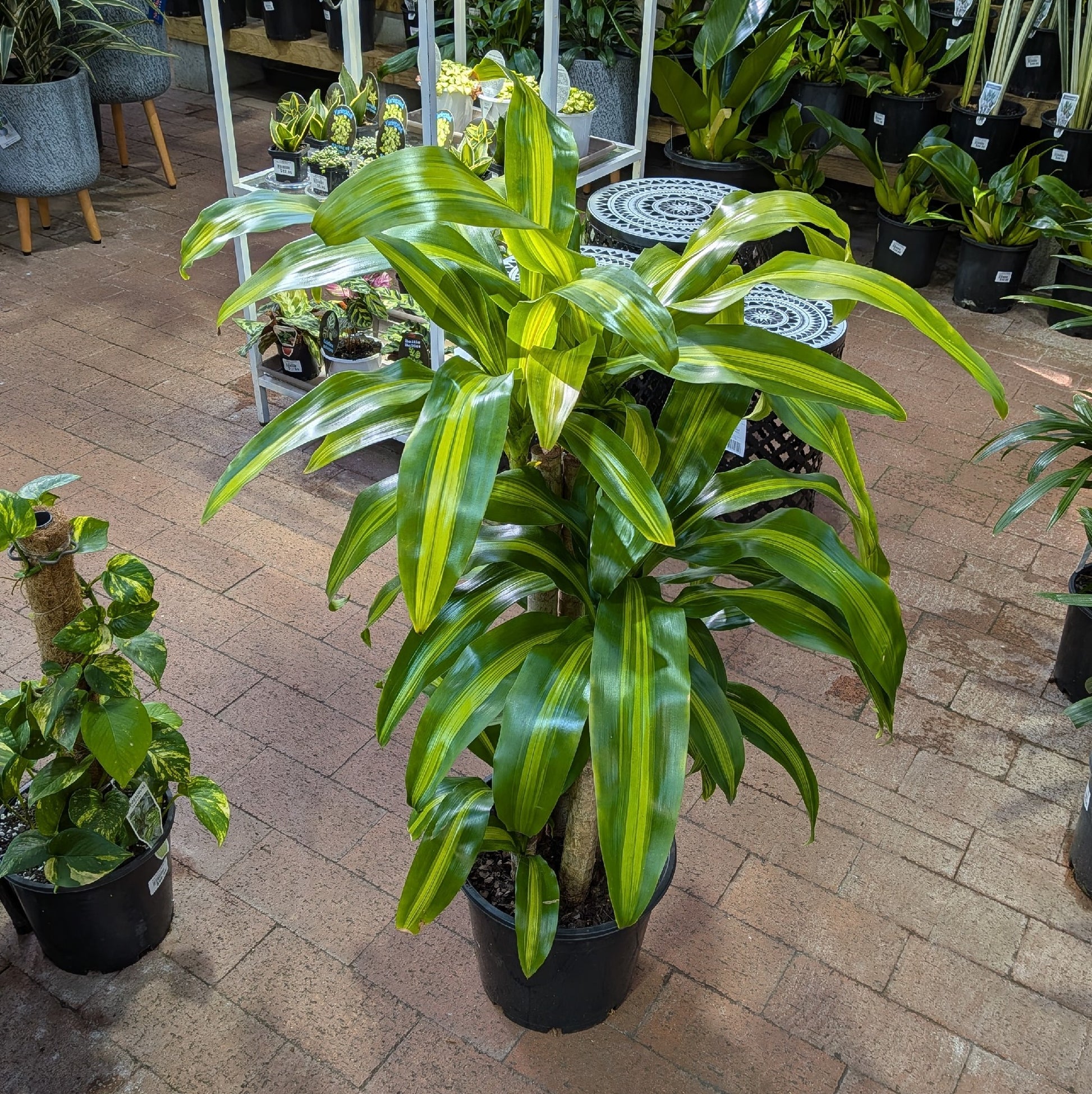 Dracaena Massangea Happy Plant 250mm