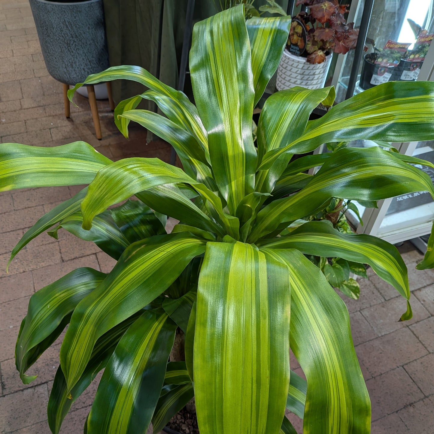 Dracaena Massangea Happy Plant 250mm