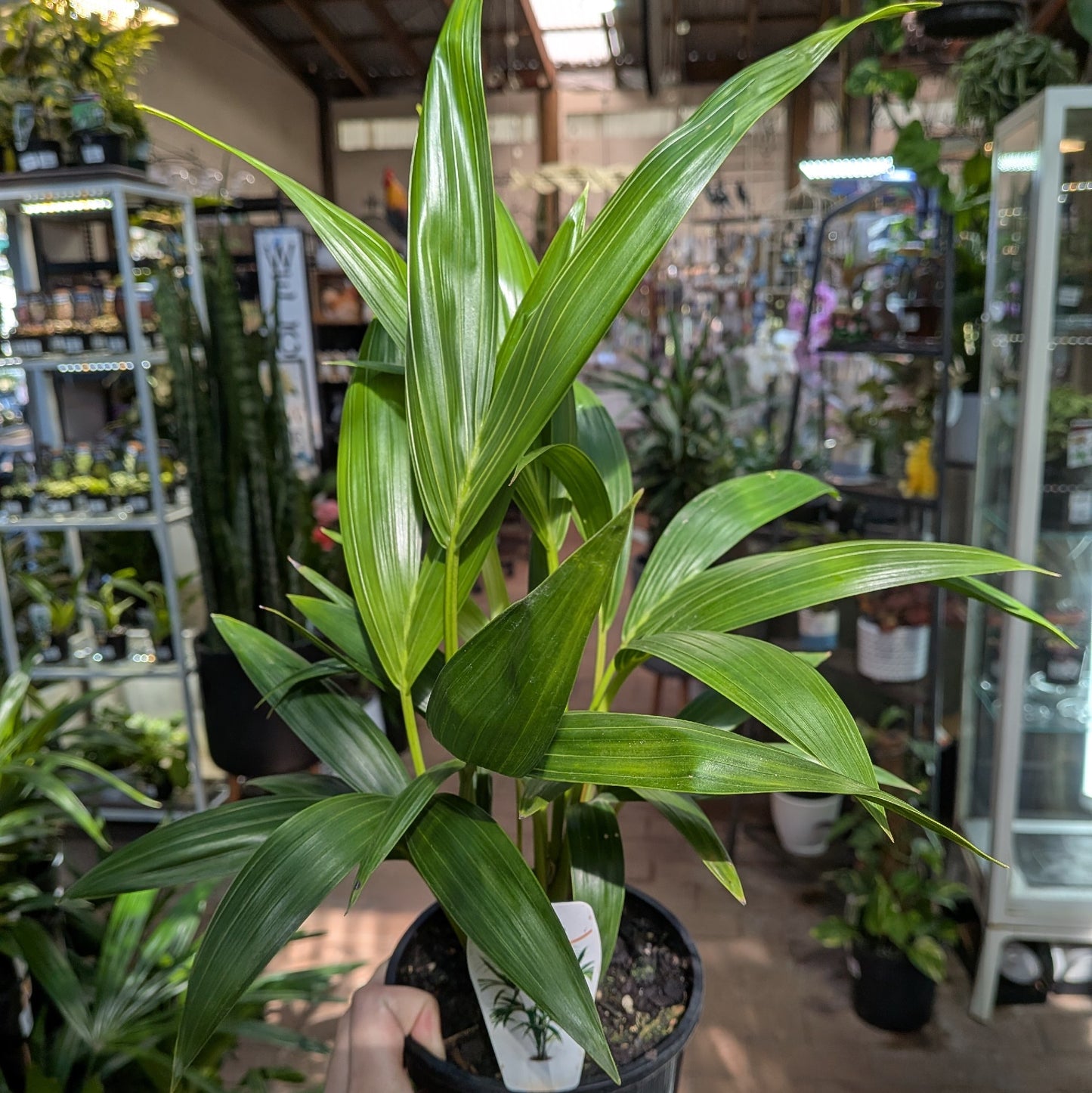 Howea Forsteriana Kentia Palm 140mm