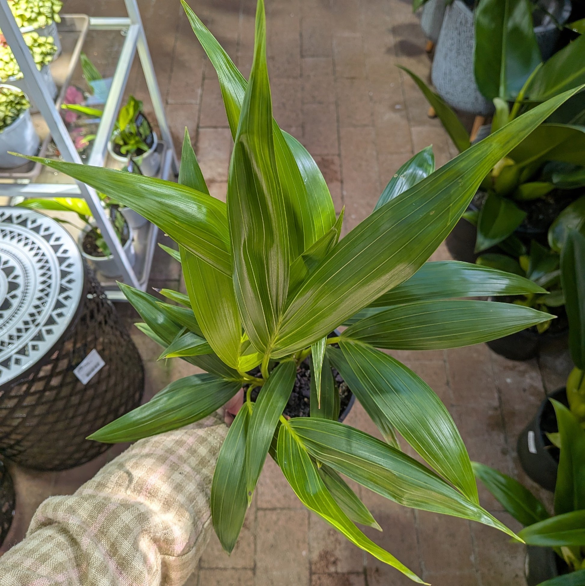 Howea Forsteriana Kentia Palm 140mm