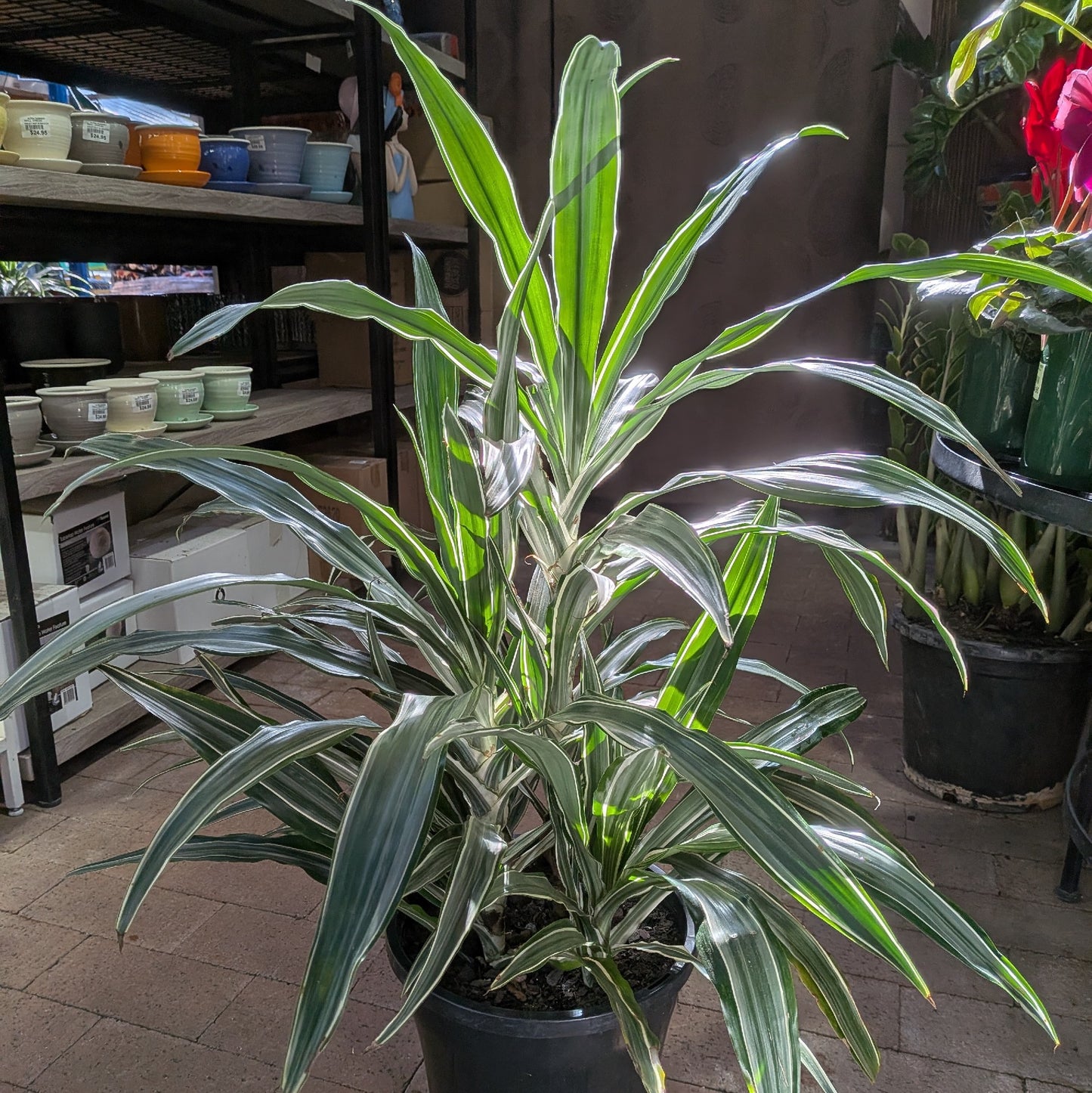 Dracaena Deremensis 250mm
