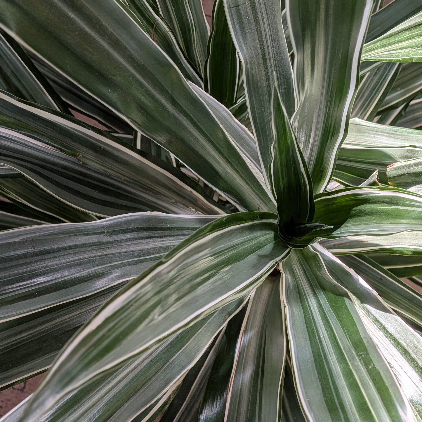 Dracaena Deremensis 250mm