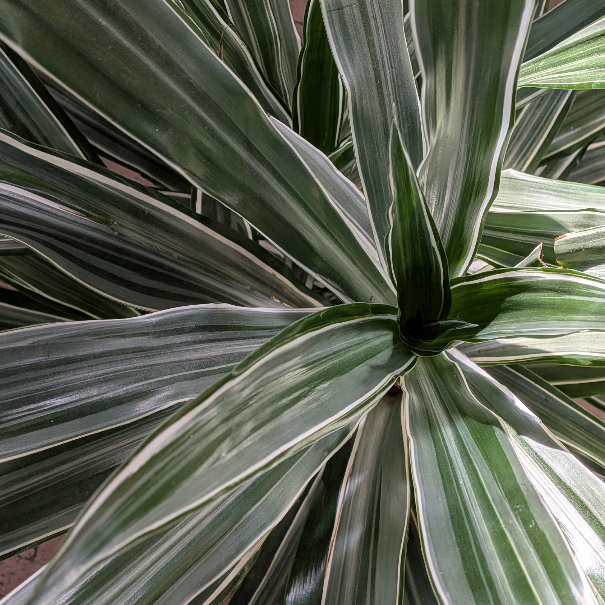 Dracaena Deremensis 250mm