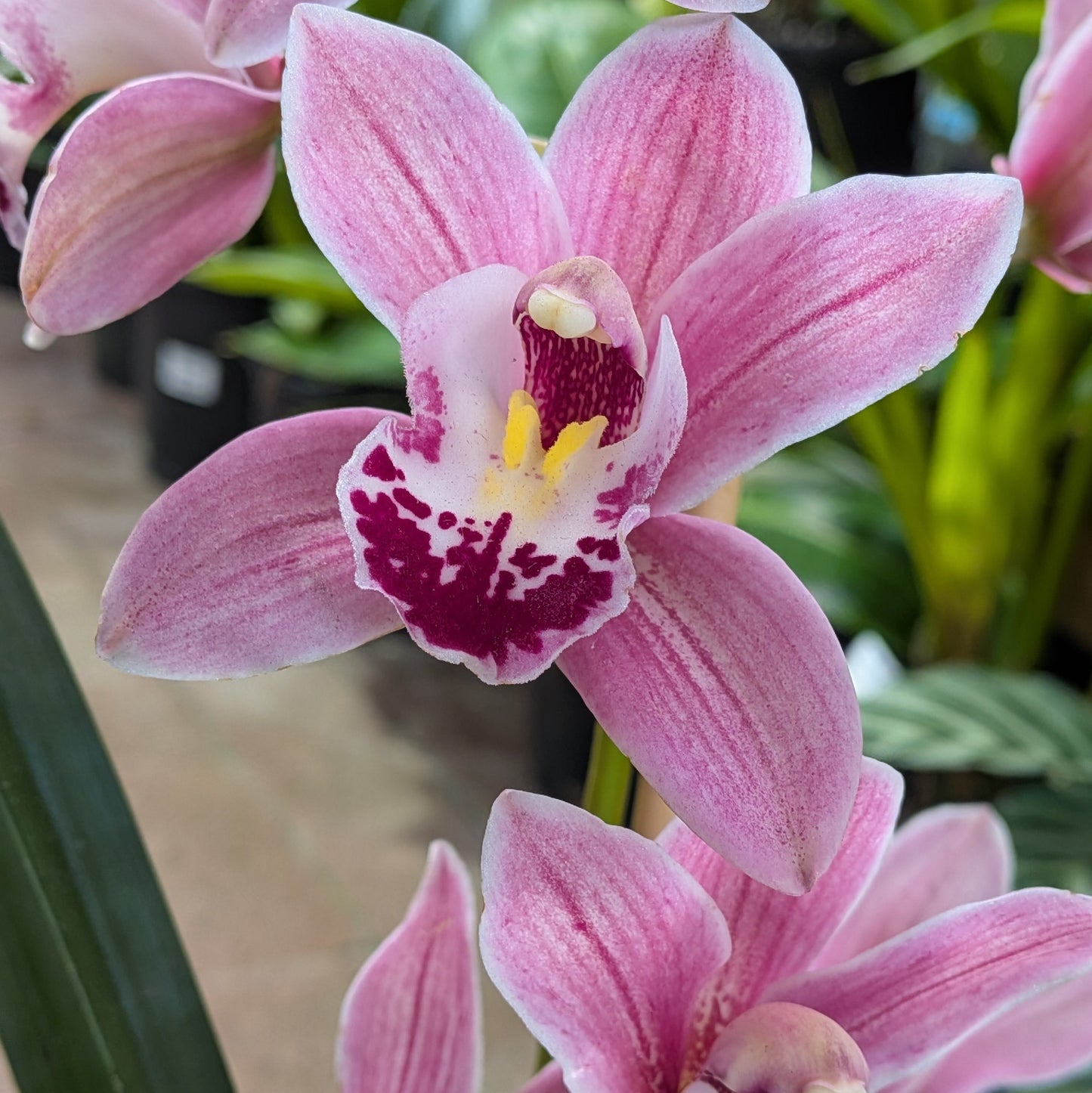 Cymbidium Orchid 40
